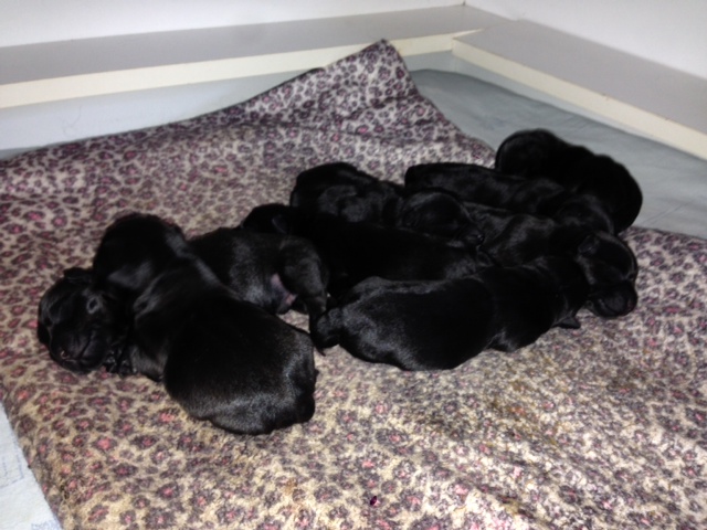 Pointchester pups born 29/05/2014